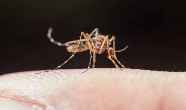 Casos de dengue e chikungunya aumentam em Concórdia e exigem atenção da população