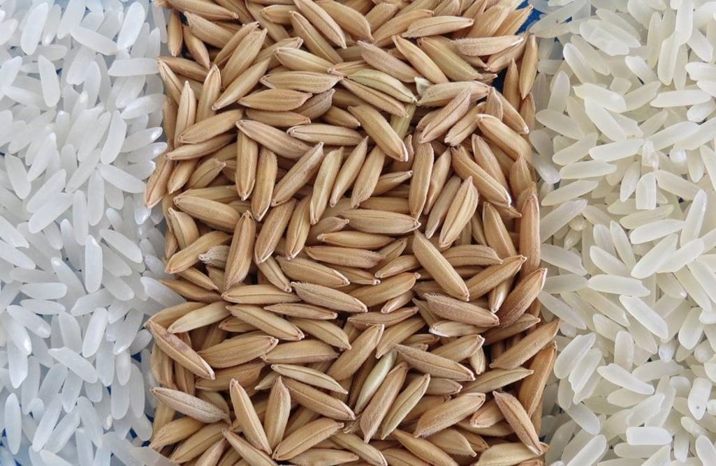 Estimativa aponta recorde de produtividade na safra de arroz em Santa Catarina