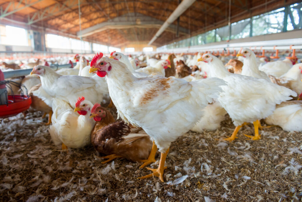 Cotações do frango caem até 6,2% com surto de gripe aviária e retração no consumo
