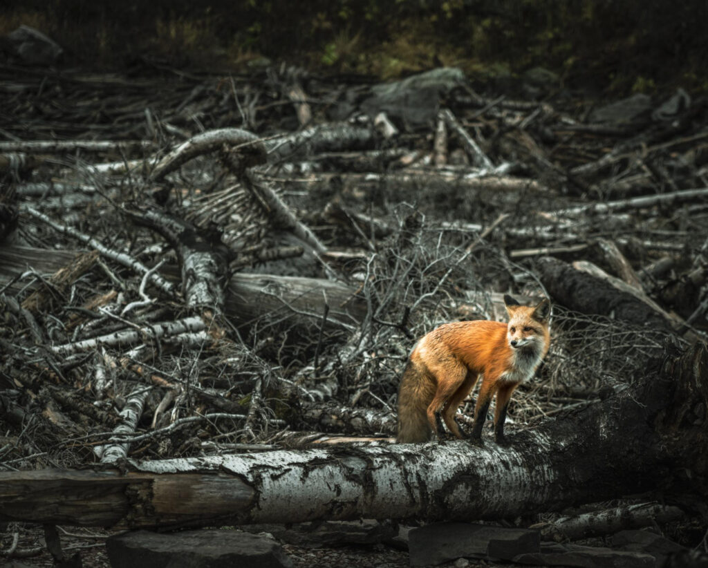 Planeta em perigo: fim de espécies ameaça equilíbrio da Terra