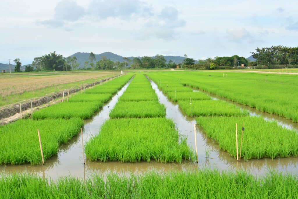 Áreas de arroz e feijão param de cair, após perderem espaço para soja e milho por 16 anos