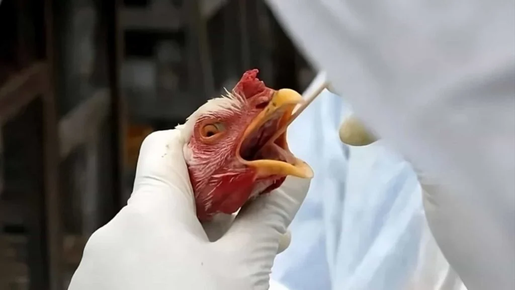 Resultado oficial confirma que Ipumirim não apresenta Gripe Aviária