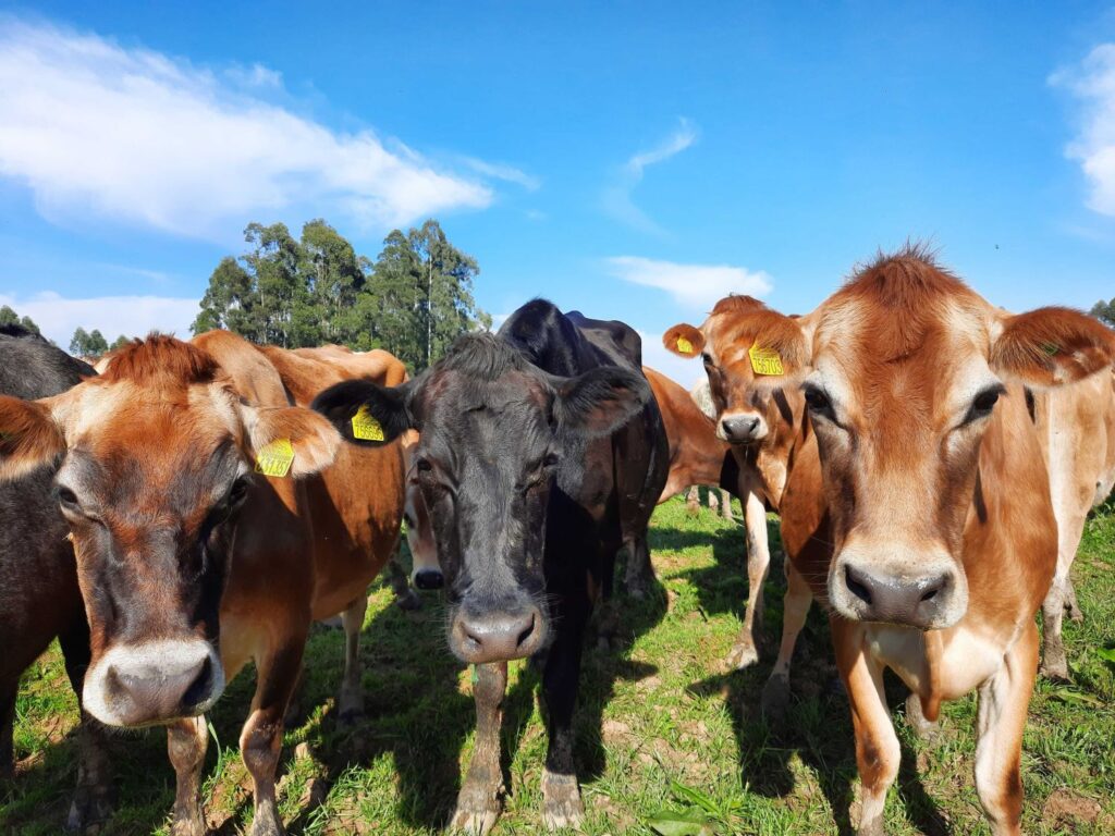 Brasil recebe na França certificado de zona livre de febre aftosa sem vacinação