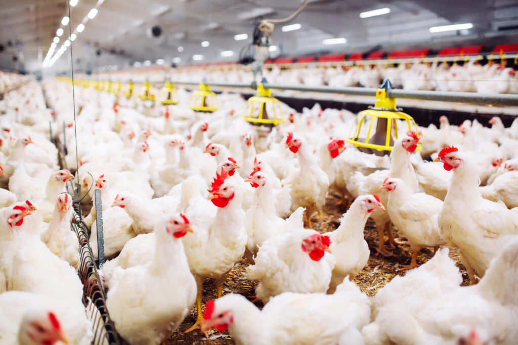 Argentina suspende importação de aves do Brasil após caso de gripe aviária no RS