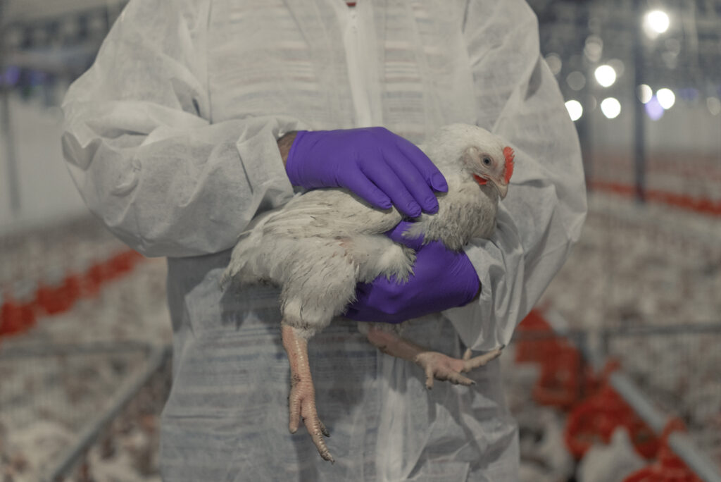 Suspensão da China atinge exportações de frango e preocupa setor em Santa Catarina