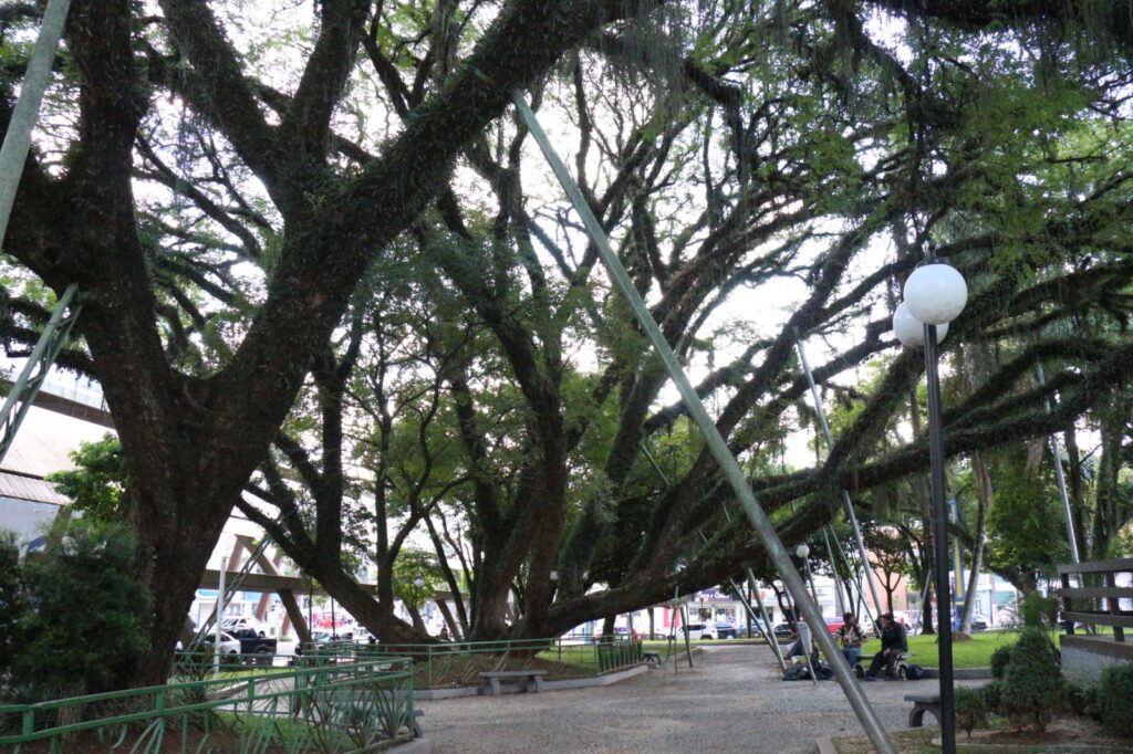 Prefeitura fará poda preventiva em árvores da área central de Concórdia