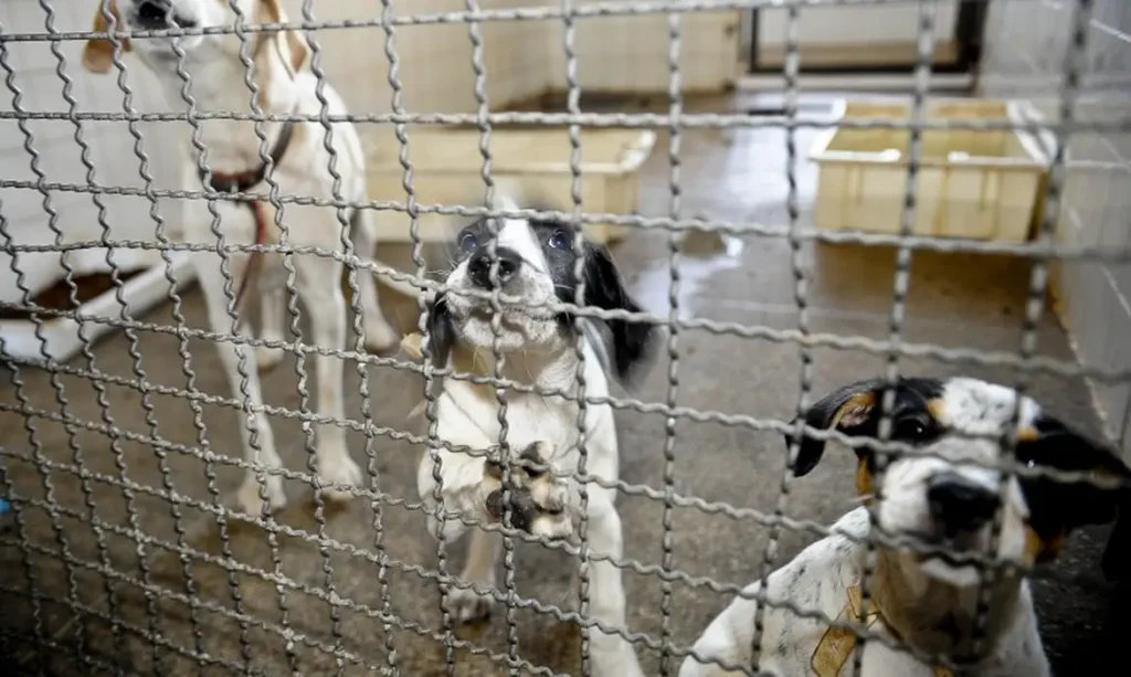 Nova lei veta uso de animais em testes de cosméticos no país