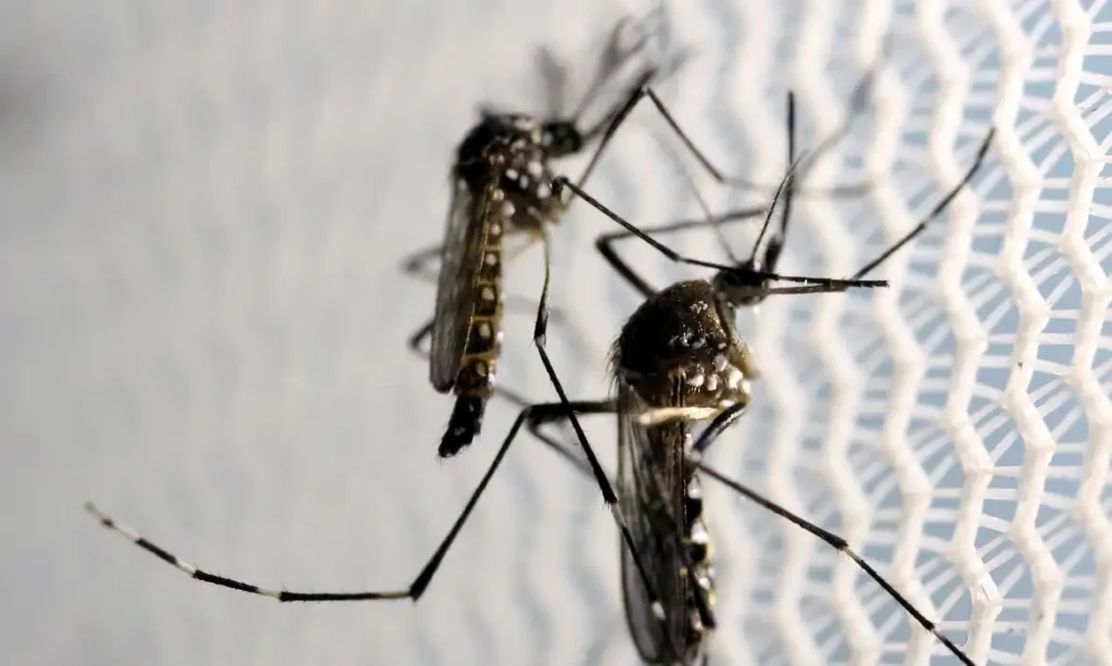 Brasil inaugura maior biofábrica de “mosquitos do bem” para combater dengue e zika