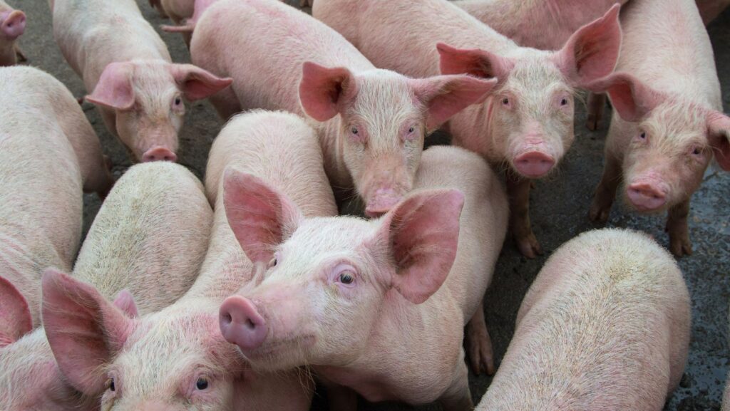 Custos de produção de suínos voltam a subir após três meses de queda