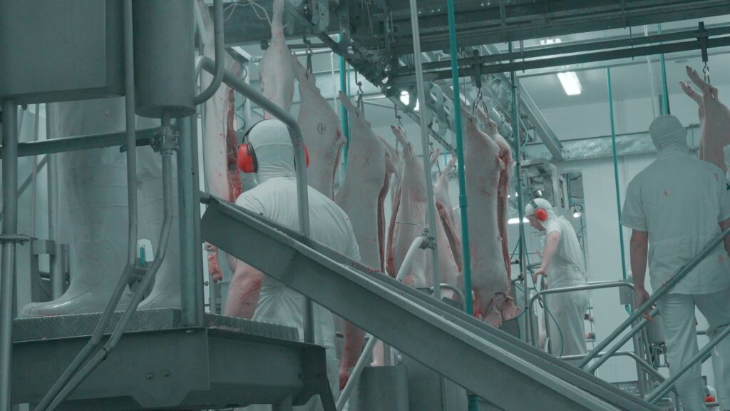 Preços médios dos suínos vivos caem em outubro