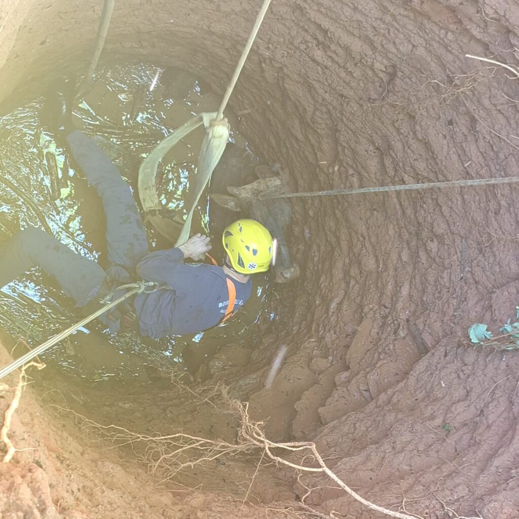 Corpo de Bombeiros resgata bovino que caiu em poço em Ipira