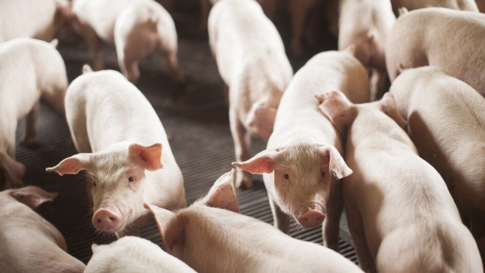 Preços do suíno caem até 20% em um mês e pressionam mercado independente