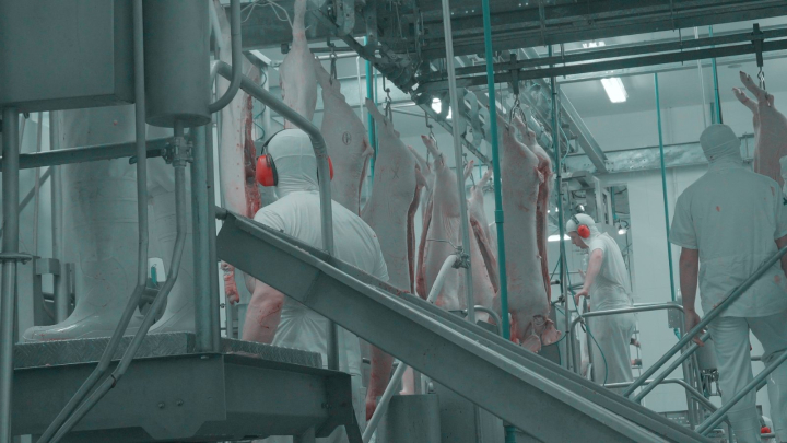 Suinocultura ganha espaço na Páscoa com alta do bacalhau e mudança no consumo de proteínas no Brasil