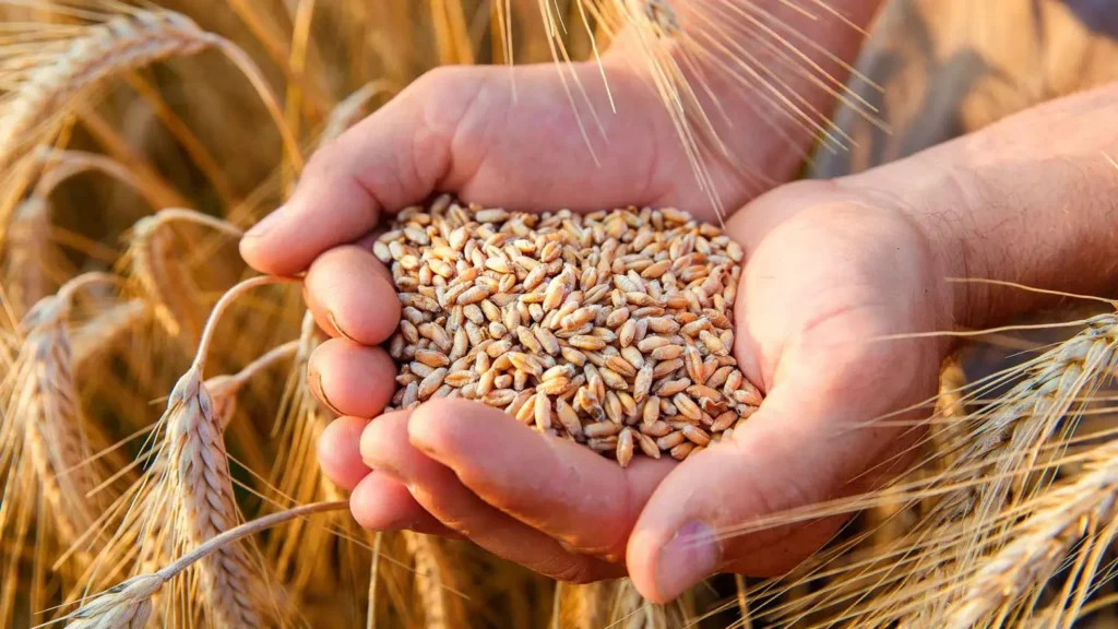 Trigo pode disparar nos próximos meses e acende alerta!