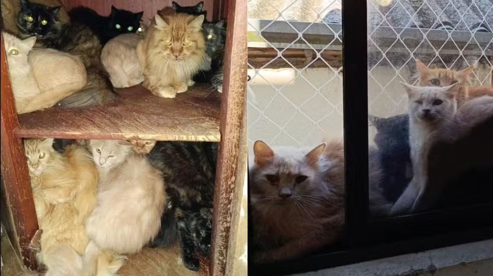 Justiça determina retirada de gatos de imóvel em Concórdia