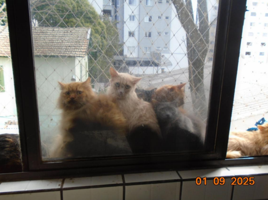 Após descumprimento de acordo, MPSC ajuíza ação contra tutora dos 400 gatos encontrados em um apartamento em Concórdia