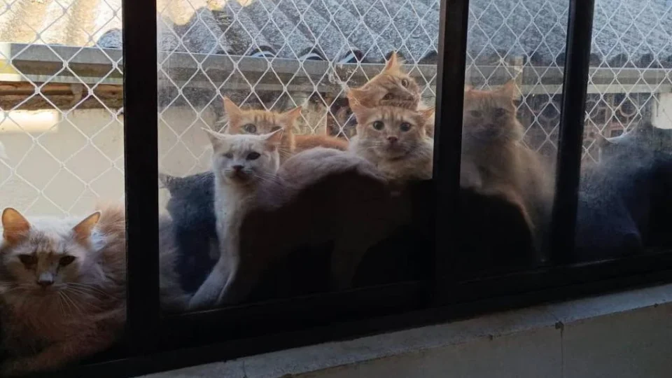 Mulher que tinha 400 gatos em apartamento é indiciada por maus-tratos e morte de animais