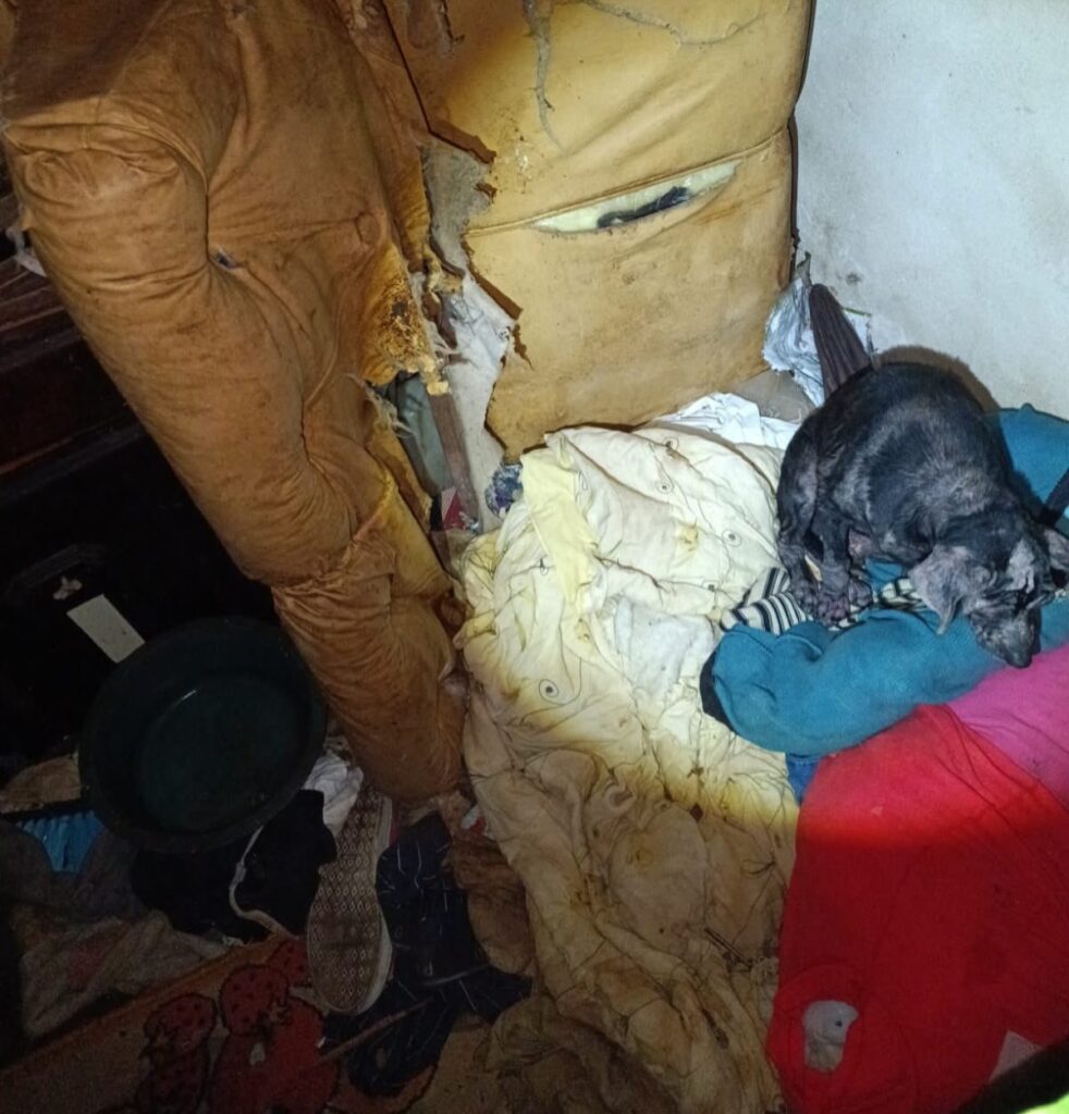 Justiça concede liberdade provisória a homem preso por maus-tratos a animais em Concórdia