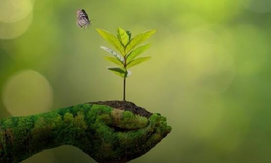 Dia Mundial da Conservação da Natureza reforça a importância de preservar o meio ambiente