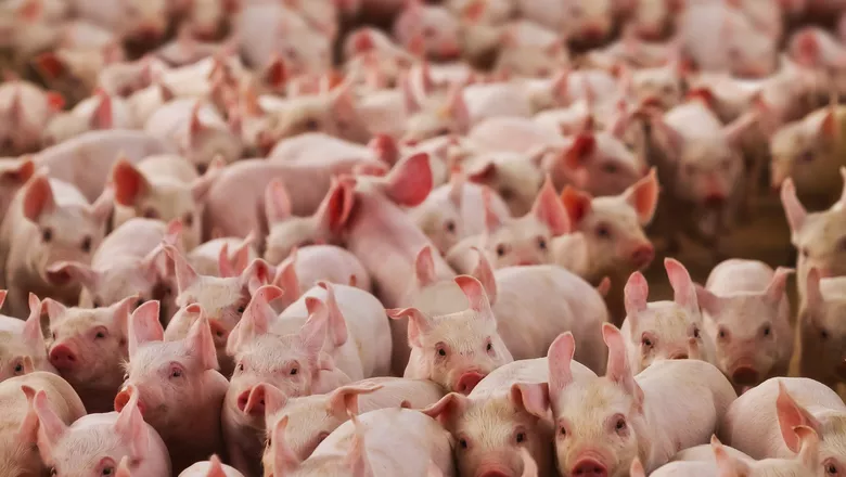 Concórdia e Eldorado, na Argentina, discutem parceria para fortalecer produção de suínos e grãos
